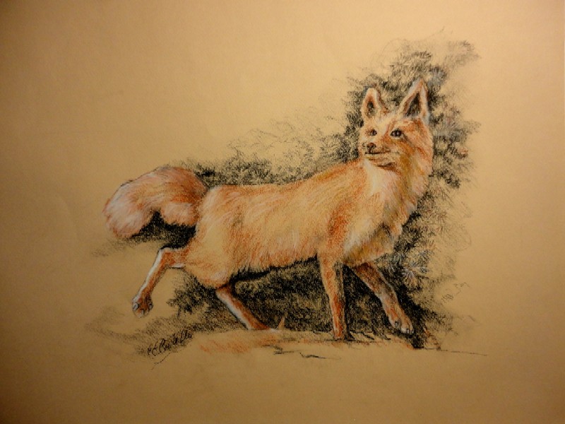 Fox in Conté