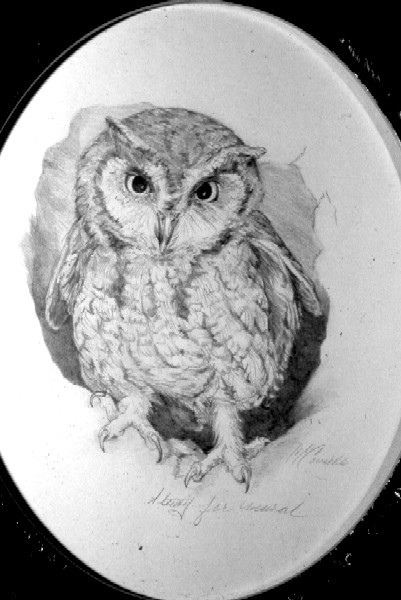 Owl Study for Mural